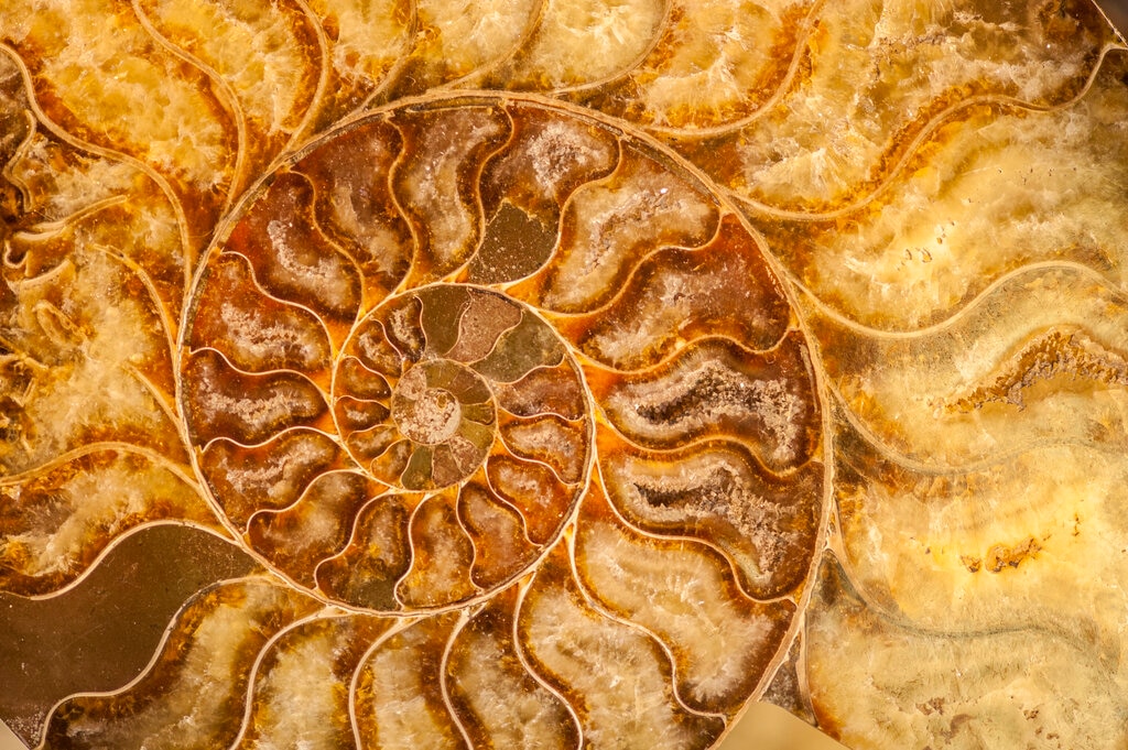 nautilus fossil
